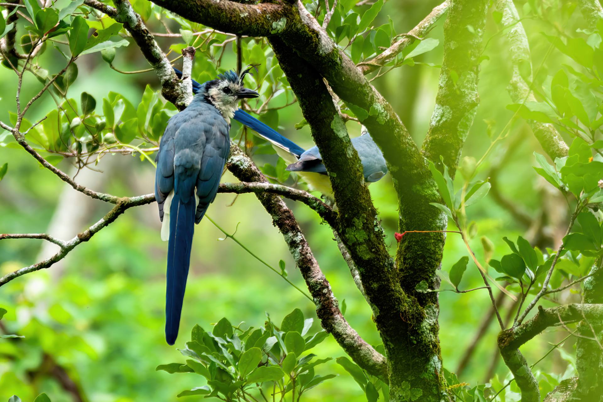 Langschwanzhäher (Calocitta formosa)